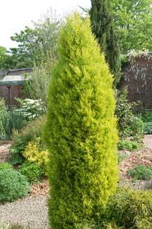 Cupressus_macrocarpa_Wilma