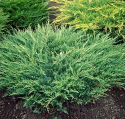 juniperus horizontalis andorra compact