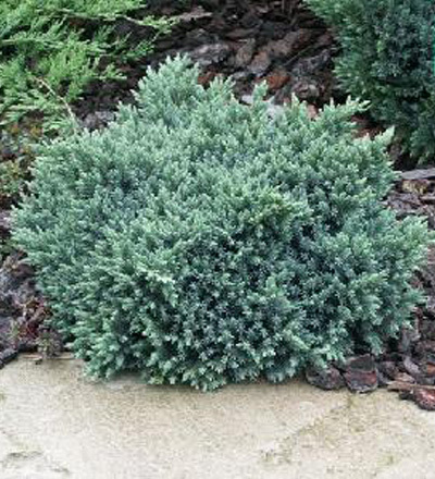 JUNIPERUS SABINA BLAUE DONAU