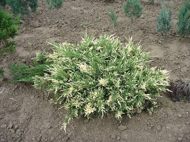 JUNIPERUS SABINA VARIEGATA 2