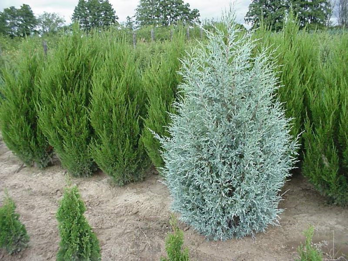 JUNIPERUS SCOP. SPRINGBANK