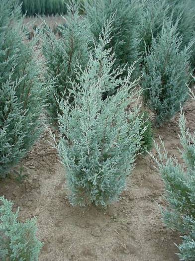 JUNIPERUS SCOP. WICHITA BLUE