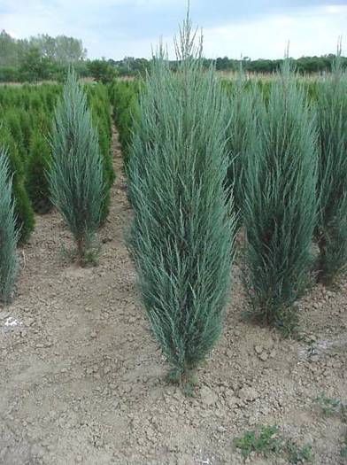 JUNIPERUS VIRG. BLUE ARROW