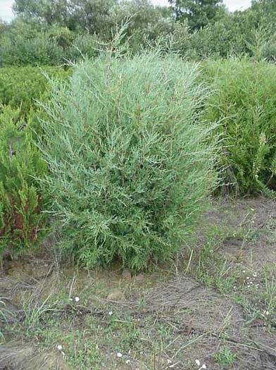 JUNIPERUS VIRGINIANA