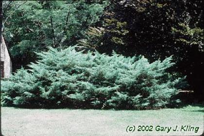 juniperus virginiana hetz