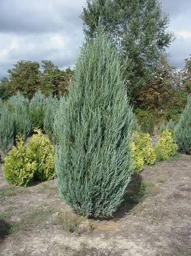JUNIPERUS VIRGINIANA SKYROCKET