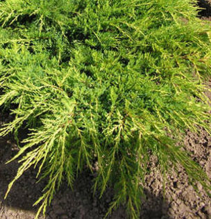 juniperus x media-old-gold