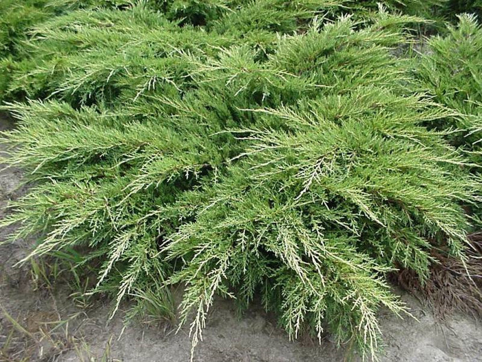 Juniperus.CH.PFITRERIANA AUREA