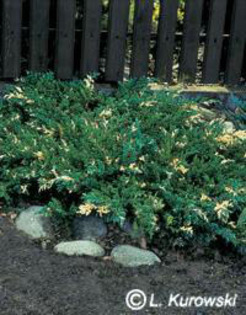 juniperus_chinensis_expansa_variegata
