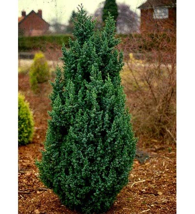 JUNIPERUS_CHINENSIS_OBELISK