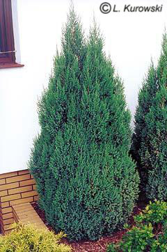juniperus_chinensis_stricta