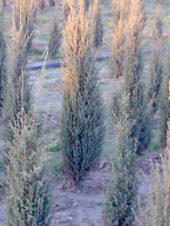 juniperus_comm_sentinel