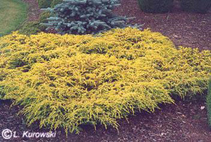 juniperus_communis_depressa_aurea_2