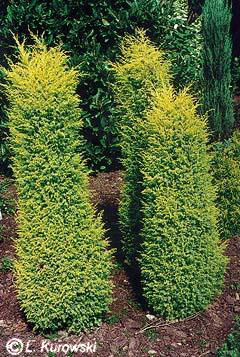 juniperus_communis_gold_cone