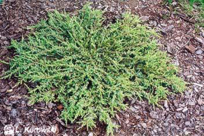juniperus_communis_green_carpet