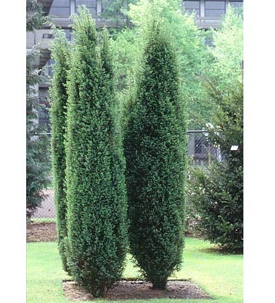 JUNIPERUS_COMMUNIS_h