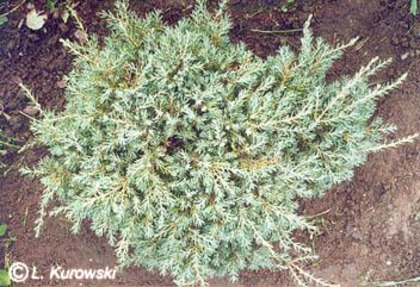 juniperus_communis_sterling_silver - CATALOG CONIFERE 1