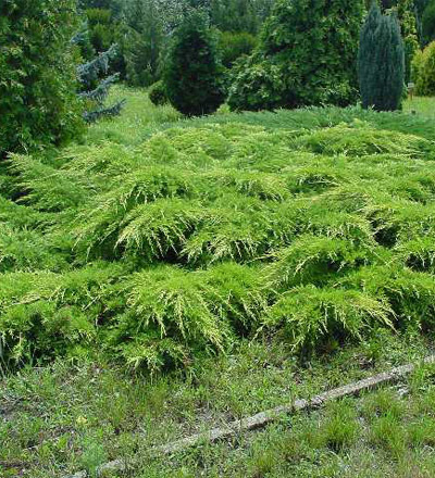 juniperus_media_pfitzeriana - CATALOG CONIFERE 1