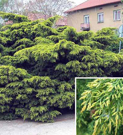 juniperus_media_pfitzeriana_aurea - CATALOG CONIFERE 1