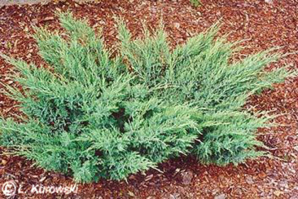 juniperus_sabina_blue_danube