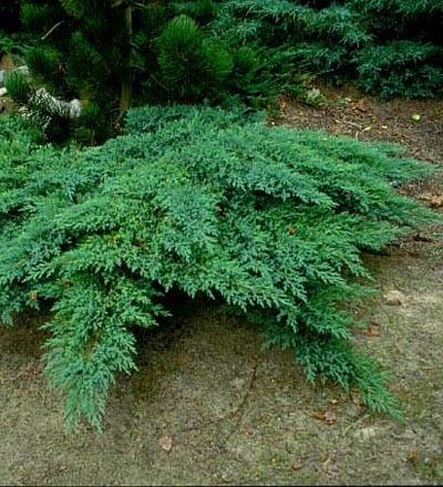 JUNIPERUS_SABINA_ROCKERY GEM