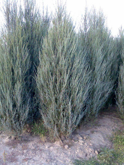 juniperus_scop_blue_arrows