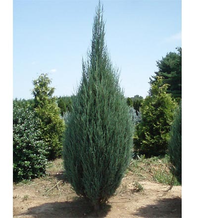 Juniperus_scopulorum _skyrocket