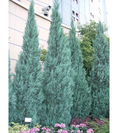 Juniperus_scopulorum_Blue_Heaven_