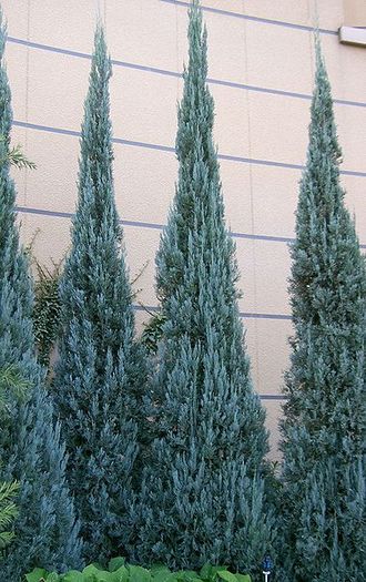 Juniperus_scopulorum_Blue_Heaven_1