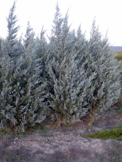juniperus_scopulorum_moonglows