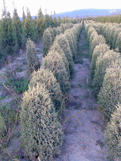 juniperus_suesica_aurea