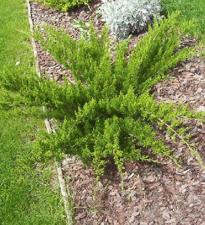 juniperus_x_media_mint_julep