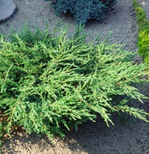 juniperussquamata-holger