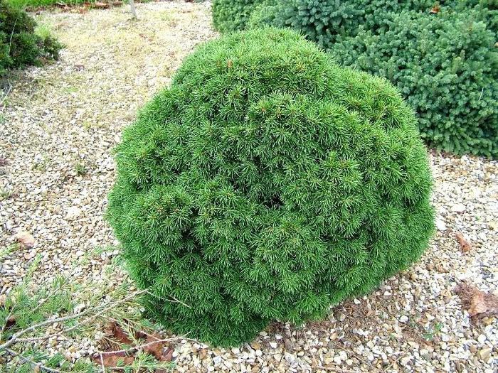 Picea abies Echiniformis