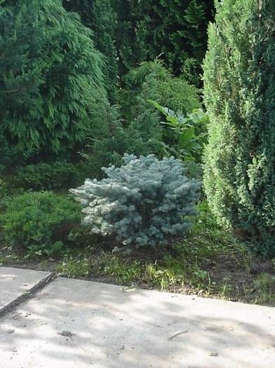 PICEA GLAUCA  GLOBOSA