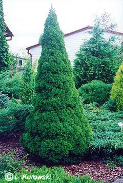 picea_glauca_conica