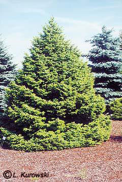 picea_omorika_nana