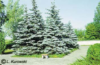 picea_pungens_koster