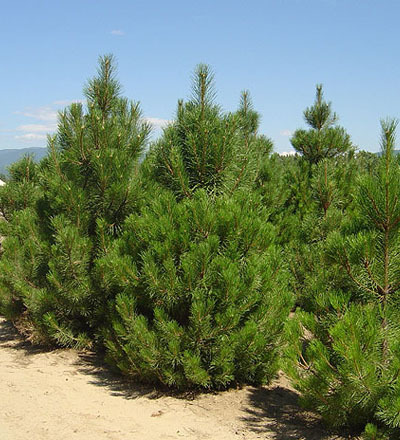 pinus_nigra