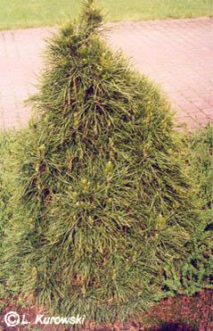 pinus_sylvestris_globosa_viridis