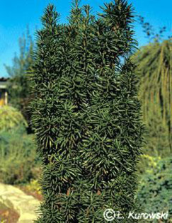 taxus_baccata_fastigiata_robusta - CATALOG CONIFERE 1