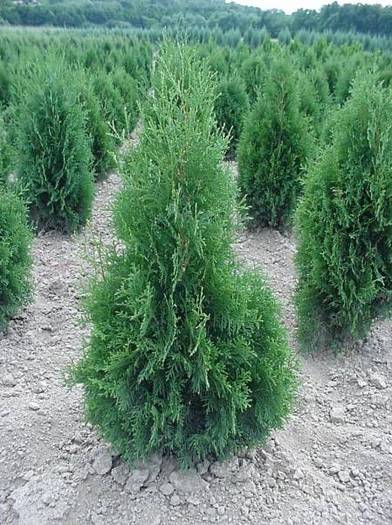THUJA OCC. COLUMNA - CATALOG CONIFERE 1
