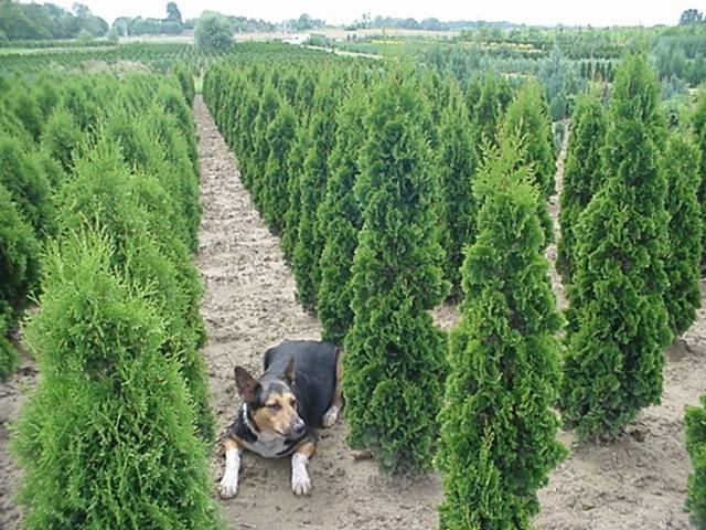 THUJA OCC. HENEZIA 1 - CATALOG CONIFERE 1