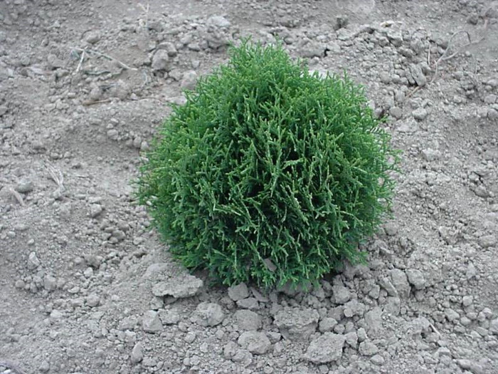 THUJA OCC. KOBOLD - CATALOG CONIFERE 1