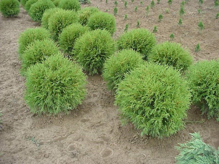 THUJA OCC. MAGDI - CATALOG CONIFERE 1