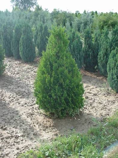 THUJA OCC. ROMANTIKA - CATALOG CONIFERE 1