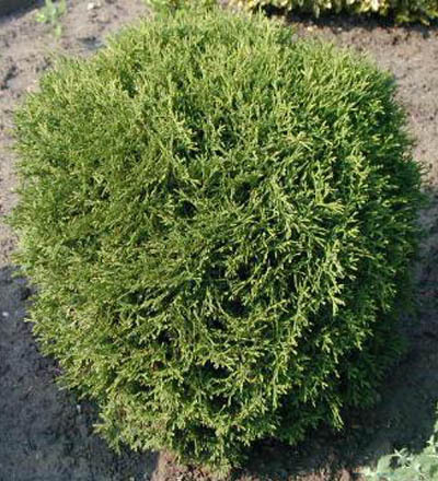 thuja occidentalis _tiny_tim - CATALOG CONIFERE 1