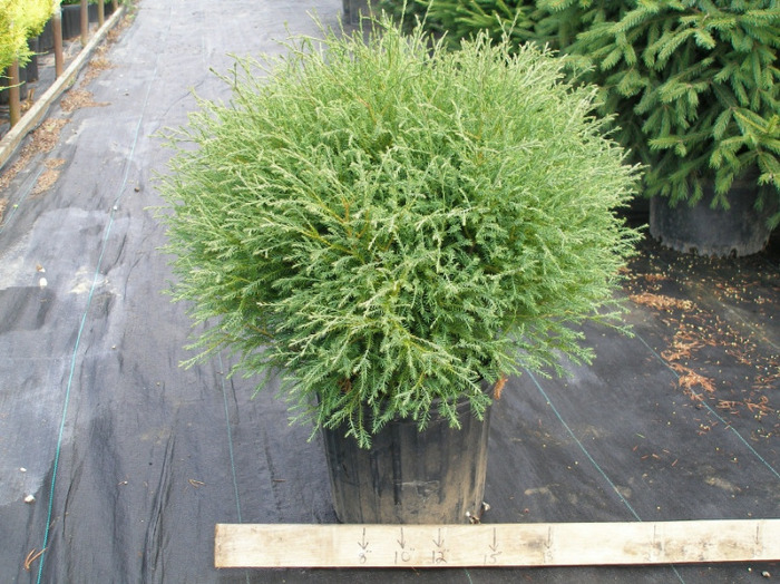 thuja occidentalis ericoides - CATALOG CONIFERE 1