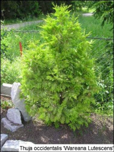 Thuja occidentalis Wareana lutescens - CATALOG CONIFERE 1