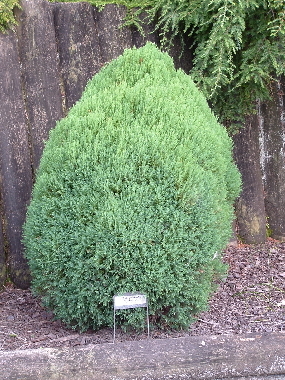 Thuja Or Meldensis w - CATALOG CONIFERE 1